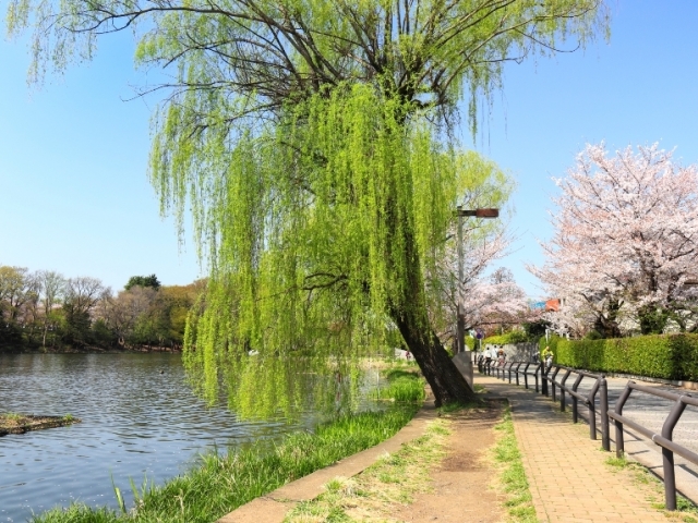 周辺環境 公式 コルティーレ石神井公園 三井の賃貸 レジデントファースト